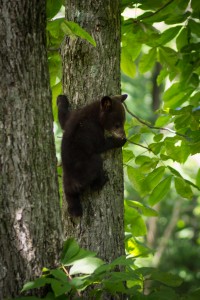 bear cub, Skyline Drive, VA     